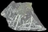 3.7" Fossil Graptolite Cluster (Didymograptus) - Great Britain - #103483-1